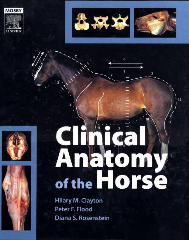 Clinical Anatomy of the Horse