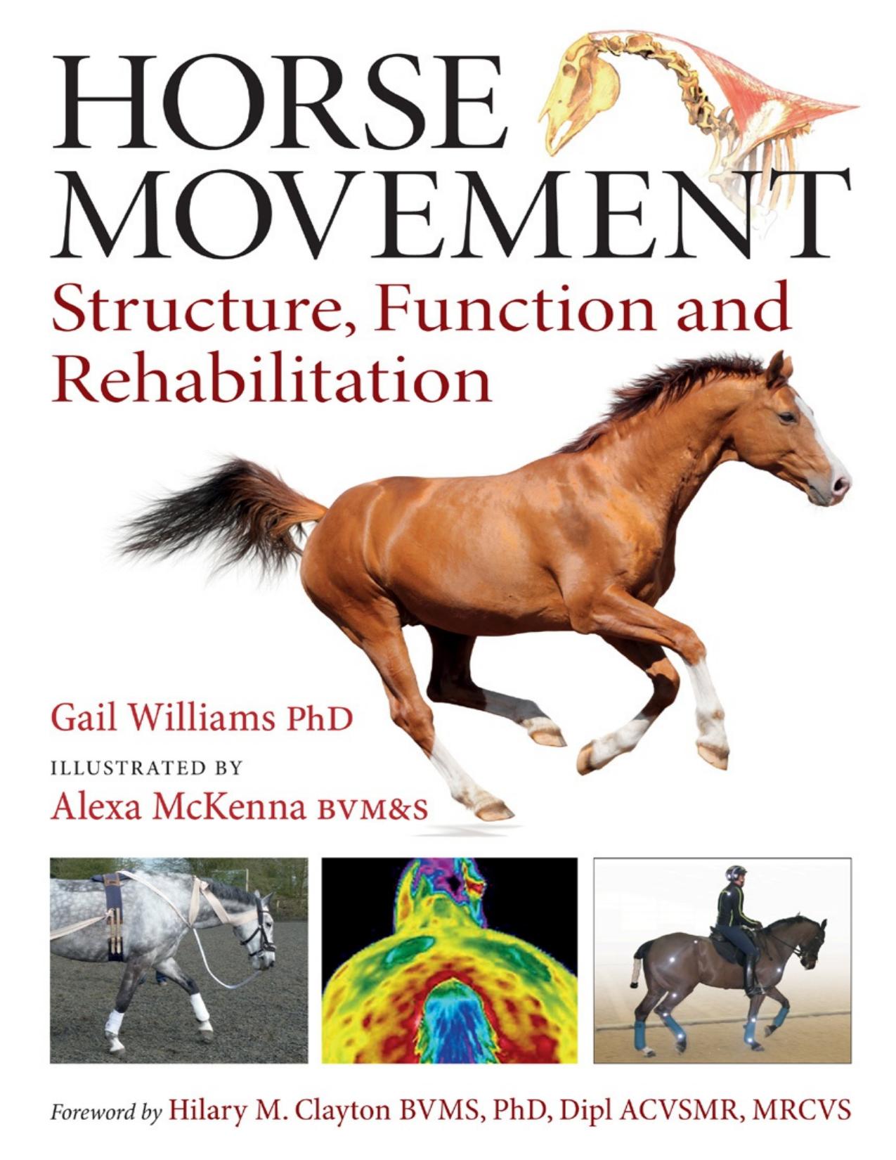 Horse Movement Structure, Function and Rehabilitation