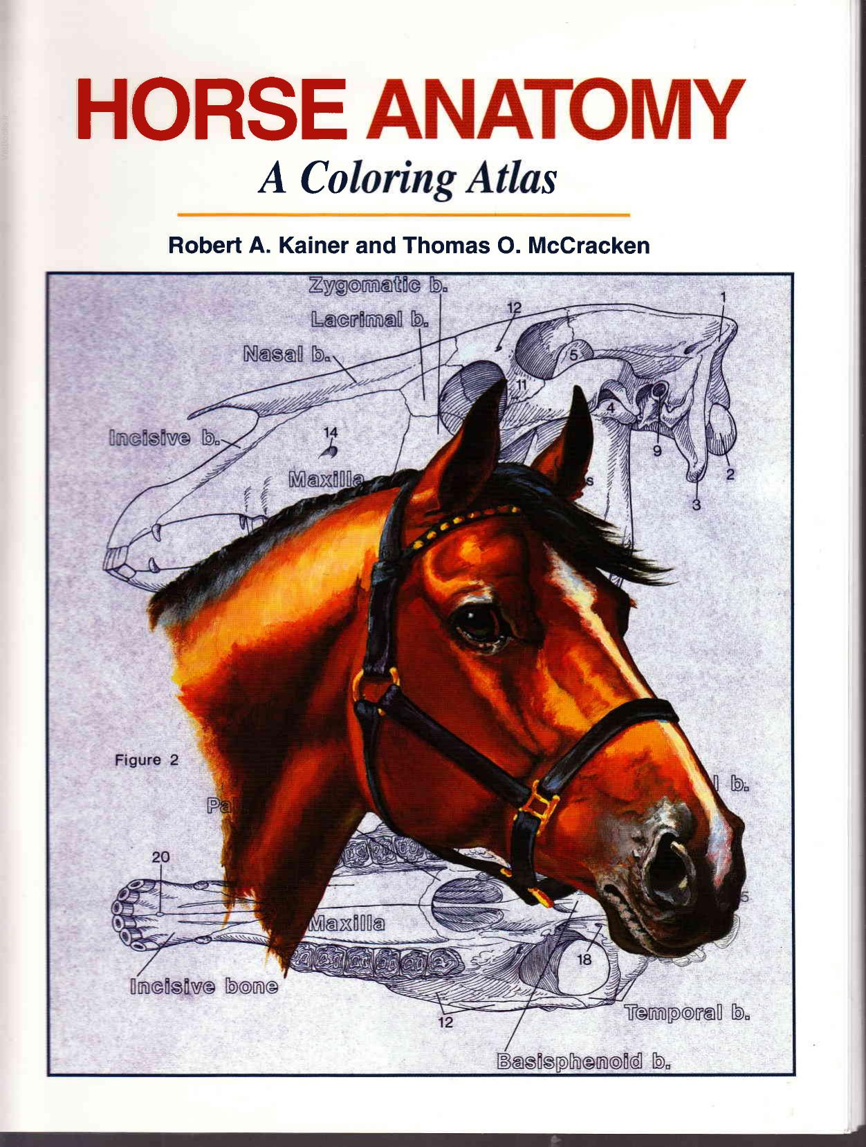 Horse Anatomy, A Coloring Atlas